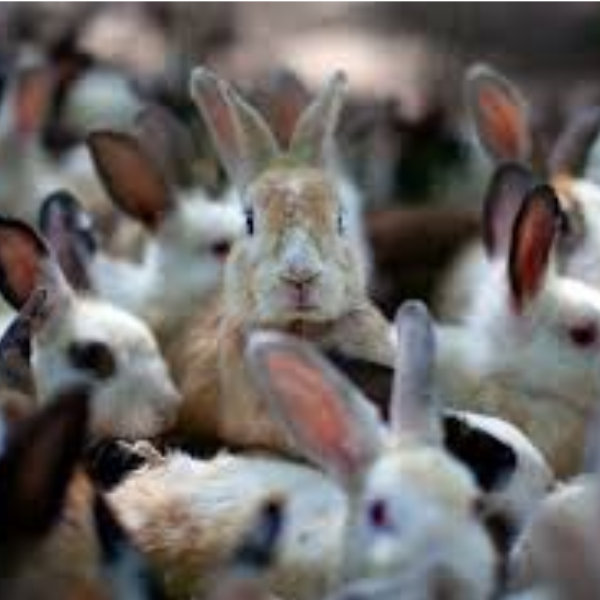 Habits are like Rabbits