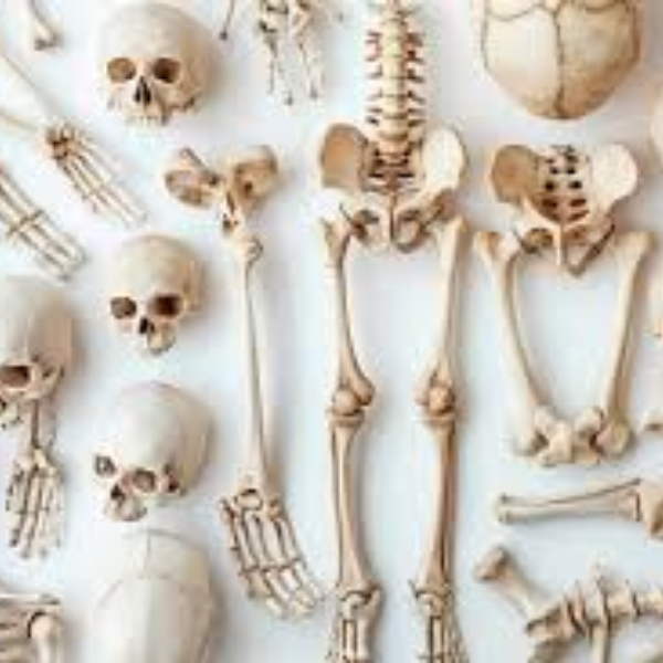 Make No Bones About It